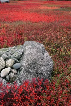 Wild Lowbush Blueberry Plant - 1 Gallon 15 Wild Lowbush Blueberry Plant - 1 Gallon -Garden & Outdoors vaccinium angustifolium low bush blueberry 7