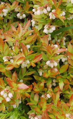 Wild Lowbush Blueberry Plant - 1 Gallon 12 Wild Lowbush Blueberry Plant - 1 Gallon -Garden & Outdoors vaccinium angustifolium low bush blueberry 9