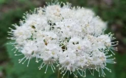 Maple Leaf Viburnum - 3 Pack Of 1.5 Quart Pots -Garden & Outdoors viburnum acerifolium maple leaf 15 1