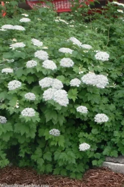 Maple Leaf Viburnum - 3 Pack Of 1.5 Quart Pots -Garden & Outdoors viburnum acerifolium maple leaf 16 1