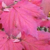 Maple Leaf Viburnum - 3 Gallon Pot