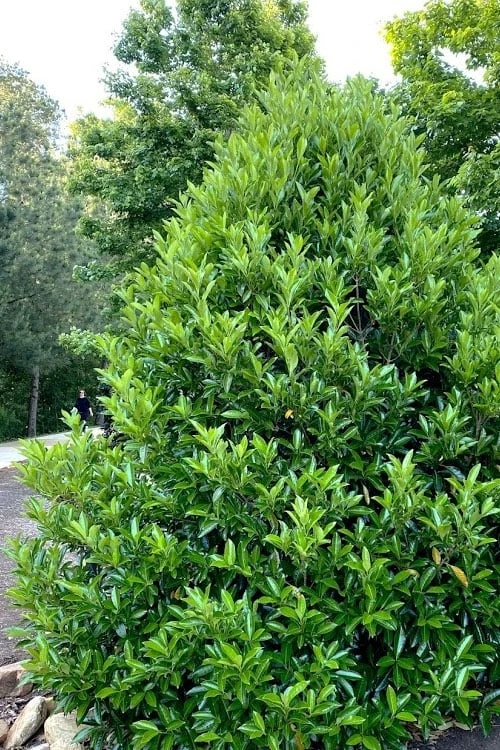 Mirror Leaf Sweet Viburnum - 3 Gallon Pot 4 Mirror Leaf Sweet Viburnum - 3 Gallon Pot - Image 4