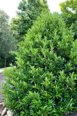 Mirror Leaf Sweet Viburnum - 7 Gallon Pot (3-4') -Garden & Outdoors viburnum awabuki chindo 3