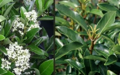 Mirror Leaf Sweet Viburnum - 3 Gallon Pot 9 Mirror Leaf Sweet Viburnum - 3 Gallon Pot -Garden & Outdoors viburnum awabuki chindo 4 1