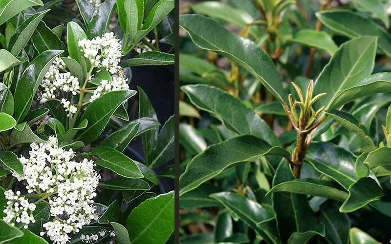 Mirror Leaf Sweet Viburnum - 3 Gallon Pot 5 Mirror Leaf Sweet Viburnum - 3 Gallon Pot - Image 5