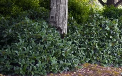 David Viburnum - 3 Gallon Pot 20 David Viburnum - 3 Gallon Pot -Garden & Outdoors viburnum davidii 12