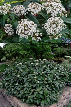 David Viburnum - 3 Gallon Pot 16 David Viburnum - 3 Gallon Pot -Garden & Outdoors viburnum davidii 15