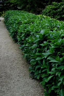 David Viburnum - 3 Gallon Pot 25 David Viburnum - 3 Gallon Pot -Garden & Outdoors viburnum davidii 17