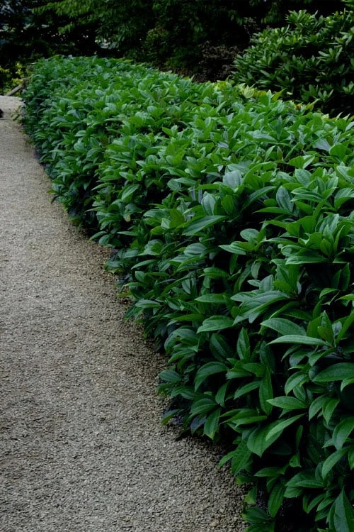 David Viburnum - 3 Gallon Pot 13 David Viburnum - 3 Gallon Pot - Image 13