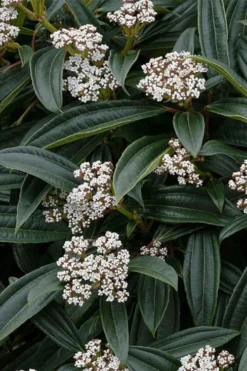 David Viburnum - 3 Gallon Pot 21 David Viburnum - 3 Gallon Pot -Garden & Outdoors viburnum davidii 3