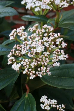 David Viburnum - 3 Gallon Pot 18 David Viburnum - 3 Gallon Pot -Garden & Outdoors viburnum davidii 5