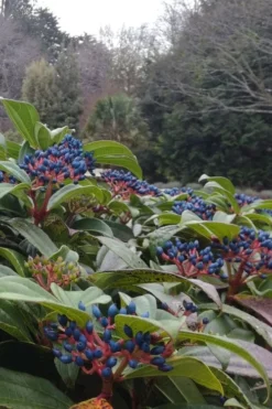 David Viburnum - 3 Gallon Pot 23 David Viburnum - 3 Gallon Pot -Garden & Outdoors viburnum davidii 6