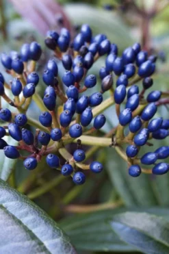 David Viburnum - 3 Gallon Pot 19 David Viburnum - 3 Gallon Pot -Garden & Outdoors viburnum davidii 7