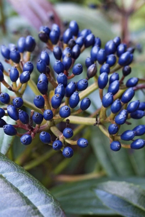 David Viburnum - 3 Gallon Pot 7 David Viburnum - 3 Gallon Pot - Image 7