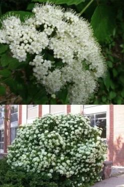 Arrowwood Viburnum - 3 Gallon Pot 11 Arrowwood Viburnum - 3 Gallon Pot -Garden & Outdoors viburnum dentatum arrowwood 3