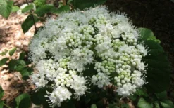 Arrowwood Viburnum - 3 Gallon Pot 12 Arrowwood Viburnum - 3 Gallon Pot -Garden & Outdoors viburnum dentatum arrowwood 5