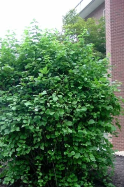 Arrowwood Viburnum - 3 Gallon Pot 13 Arrowwood Viburnum - 3 Gallon Pot -Garden & Outdoors viburnum dentatum arrowwood 7