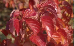 Arrowwood Viburnum - 3 Gallon Pot 14 Arrowwood Viburnum - 3 Gallon Pot -Garden & Outdoors viburnum dentatum arrowwood 9