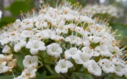 Mohican Arrowwood Viburnum - 6 Gallon Pot (4-5') -Garden & Outdoors viburnum lantana mohican 1