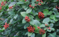 Mohican Arrowwood Viburnum - 6 Gallon Pot (4-5') -Garden & Outdoors viburnum lantana mohican 3