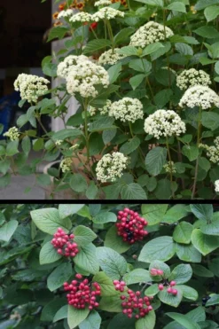 Mohican Arrowwood Viburnum - 6 Gallon Pot (4-5') -Garden & Outdoors viburnum lantana mohican 4