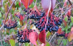 Nannyberry Viburnum - 3 Gallon Pot -Garden & Outdoors viburnum lentago nannyberry 2
