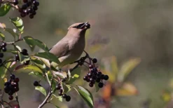Nannyberry Viburnum - 3 Pack Of 1.5 Quart Pots -Garden & Outdoors viburnum lentago nannyberry 5 1