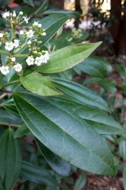 Moonlit Lace Viburnum - 7 Gallon Pot -Garden & Outdoors viburnum moonlit lace 5 2