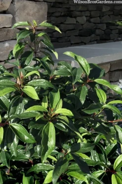 Moonlit Lace Viburnum - 1 Gallon Pot -Garden & Outdoors viburnum moonlit lace 8 3