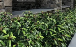 Moonlit Lace Viburnum - 1 Gallon Pot -Garden & Outdoors viburnum moonlit lace 9 3