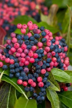 Brandywine Viburnum - 3 Gallon Pot -Garden & Outdoors viburnum nudum brandywine 2