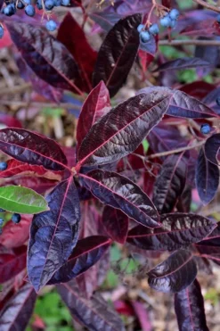 Brandywine Viburnum - 3 Gallon Pot -Garden & Outdoors viburnum nudum brandywine 4