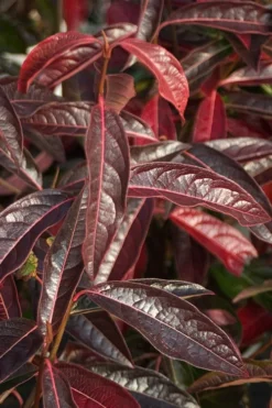 Brandywine Viburnum - 3 Gallon Pot -Garden & Outdoors viburnum nudum brandywine 5