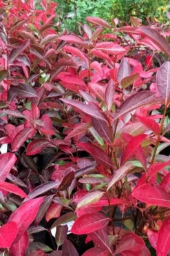 Winterthur Viburnum - 1 Gallon Pot -Garden & Outdoors viburnum nudum winterthur 100