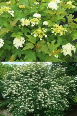 Dwarf European Cranberry Bush - 5 Gallon Pot -Garden & Outdoors viburnum opulus compactum dwarf european cranberry bush 10 1