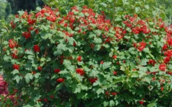 Dwarf European Cranberry Bush - 5 Gallon Pot -Garden & Outdoors viburnum opulus compactum dwarf european cranberry bush 2 1