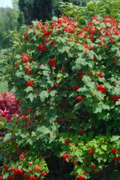 Dwarf European Cranberry Bush - 5 Gallon Pot -Garden & Outdoors viburnum opulus compactum dwarf european cranberry bush 3 1