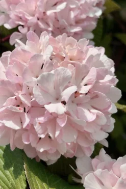 Kern's Pink Snowball Viburnum Bush - 3 Gallon Pot