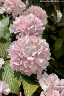 Kern's Pink Snowball Viburnum Bush - 3 Gallon Pot -Garden & Outdoors viburnum plicatum kerns pink snowball 3