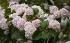 Kern's Pink Snowball Viburnum Bush - 3 Gallon Pot -Garden & Outdoors viburnum plicatum kerns pink snowball 7