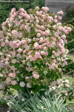 Kern's Pink Snowball Viburnum Bush - 3 Gallon Pot -Garden & Outdoors viburnum plicatum kerns pink snowball 9