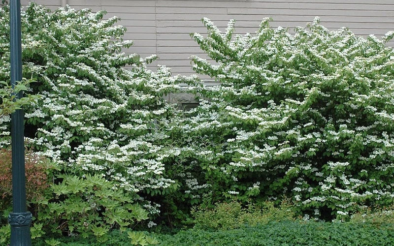 Japanese Doublefile Viburnum - 2 Gallon Pot 7 Japanese Doublefile Viburnum - 2 Gallon Pot - Image 7