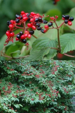 Japanese Doublefile Viburnum - 2 Gallon Pot 14 Japanese Doublefile Viburnum - 2 Gallon Pot -Garden & Outdoors viburnum plicatum tomentosum japanese doublefile 2