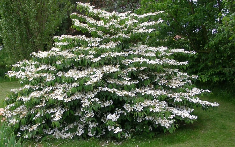Japanese Doublefile Viburnum - 2 Gallon Pot 4 Japanese Doublefile Viburnum - 2 Gallon Pot - Image 4