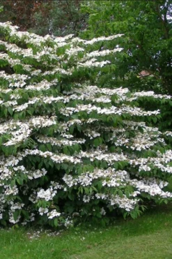 Japanese Doublefile Viburnum - 2 Gallon Pot 17 Japanese Doublefile Viburnum - 2 Gallon Pot -Garden & Outdoors viburnum plicatum tomentosum japanese doublefile 5