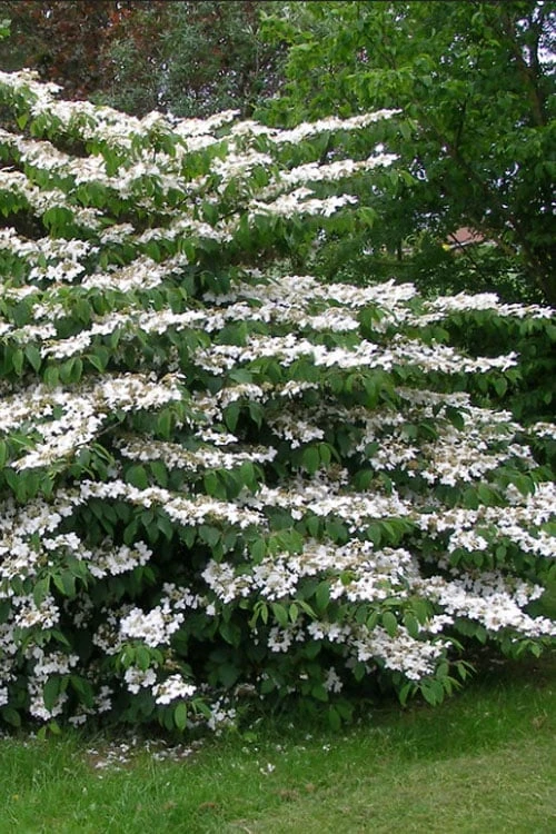 Japanese Doublefile Viburnum - 2 Gallon Pot 9 Japanese Doublefile Viburnum - 2 Gallon Pot - Image 9
