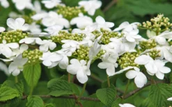 Japanese Doublefile Viburnum - 2 Gallon Pot 16 Japanese Doublefile Viburnum - 2 Gallon Pot -Garden & Outdoors viburnum plicatum tomentosum japanese doublefile 6
