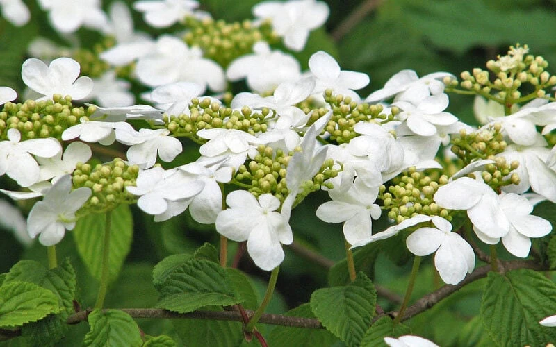 Japanese Doublefile Viburnum - 2 Gallon Pot 8 Japanese Doublefile Viburnum - 2 Gallon Pot - Image 8