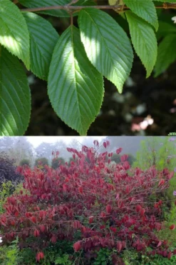 Japanese Doublefile Viburnum - 2 Gallon Pot 13 Japanese Doublefile Viburnum - 2 Gallon Pot -Garden & Outdoors viburnum plicatum tomentosum japanese doublefile 9