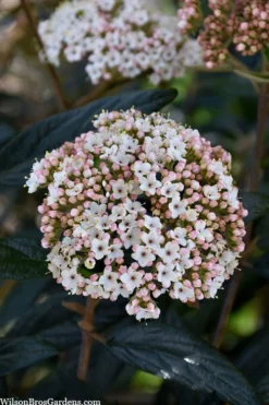 Prague Viburnum - 1 Gallon Pot -Garden & Outdoors viburnum pragense prague 2 1